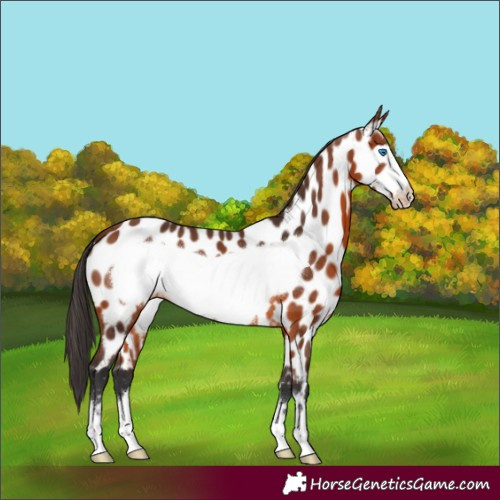 Horse Color:Bay Frame Appaloosa 