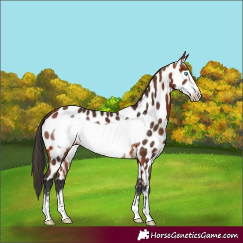Horse Color:Bay Frame Appaloosa 