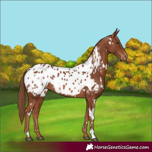 Horse Color:White Spotted Chestnut Blanket 