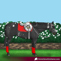Horse Color:White Spotted Black