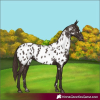 Horse Color:White Spotted Liver Chestnut Appaloosa