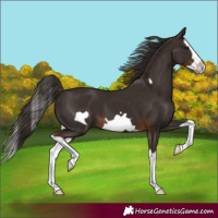 Horse Color:Liver Chestnut Splash Frame 