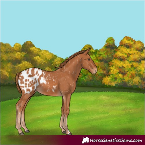 Horse Color:Chestnut Blanket 