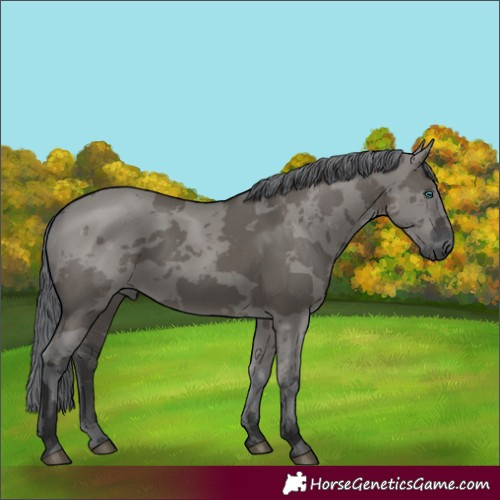 Horse Color:Grullo Merle 