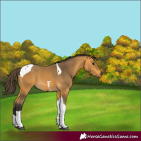 Horse Color:Buckskin Tobiano 