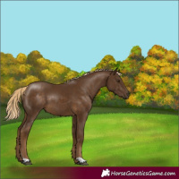Horse Color:Chocolate Palomino 