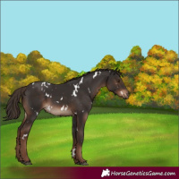 Horse Color:White Spotted Liver Chestnut 