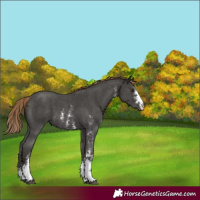 Horse Color:Liver Chestnut Sabino