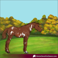 Horse Color:White Spotted Chestnut 