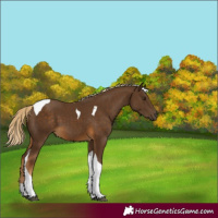 Horse Color:Chocolate Palomino Tobiano 
