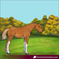 Horse Color:Palomino Tobiano