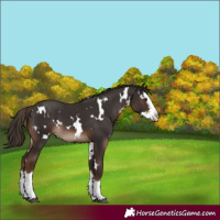 Horse Color:White Spotted Liver Chestnut Splash 