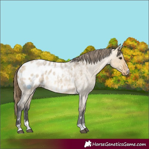 Horse Color:Buckskin Roan Dun Appaloosa Rabicano 
