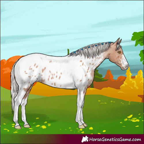 Horse Color:Silver Black Pearl Sabino Tobiano Appaloosa Rabicano 