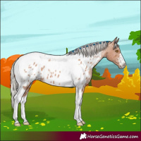 Horse Color:Silver Black Pearl Sabino Tobiano Near Leopard Rabicano