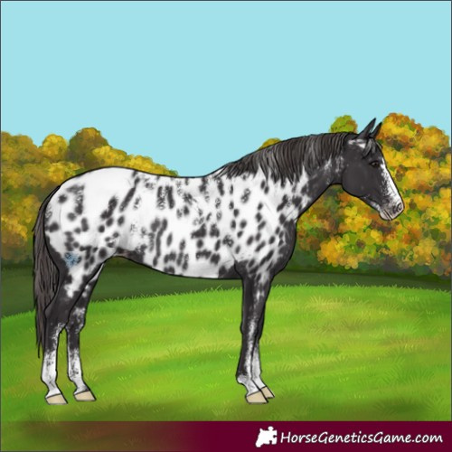 Horse Color:Powder White Smoky Black Appaloosa Rabicano