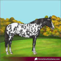 Horse Color:Powder White Smoky Black Appaloosa Rabicano 