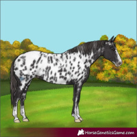 Horse Color:Powder White Smoky Black Near Leopard Rabicano 