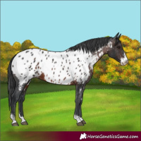 Horse Color:Brown Sabino Appaloosa 