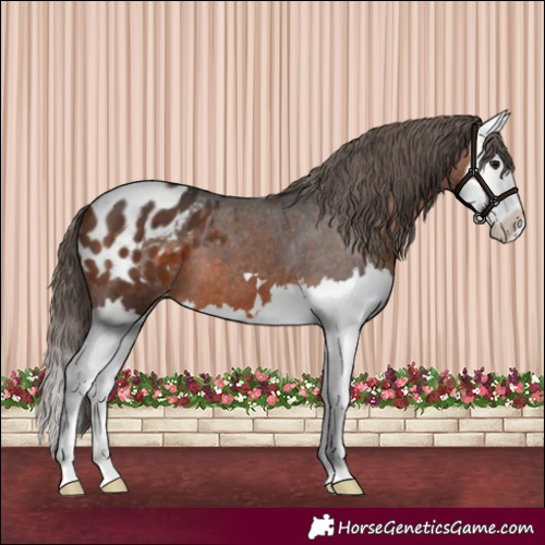 Horse Color:Brown Splash Appaloosa 
