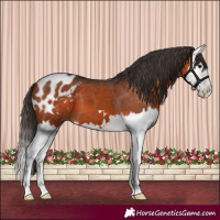 Horse Color:Brown Splash Appaloosa 