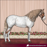 Horse Color:Red Roan Sabino Splash Appaloosa 