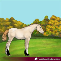 Horse Color:Classic Cream Champagne Pearl Tobiano