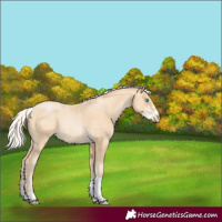 Horse Color:Silver Buckskin Pearl Sabino Tobiano