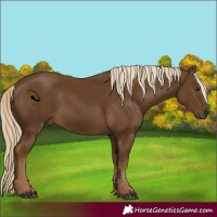 Horse Color:Chocolate Palomino 