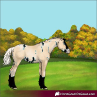 Horse Color:White Spotted Silver Smoky Black Pearl Splash 