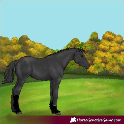 Horse Color:ERROR: UNKNOWN ANOMALY