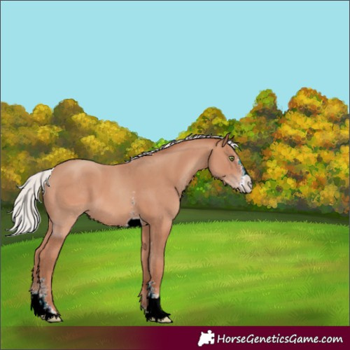 Horse Color:ERROR: UNKNOWN ANOMALY