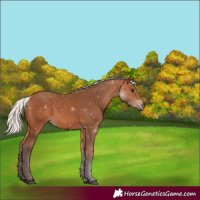 Horse Color:Silver Bay 