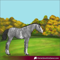 Horse Color:Black Ice Sabino