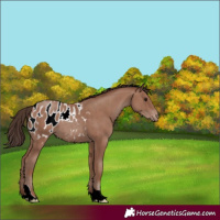 Horse Color:Classic Champagne Tobiano Appaloosa