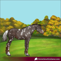 Horse Color:White Spotted Liver Chestnut 