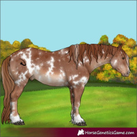 Horse Color:White Spotted Chestnut 