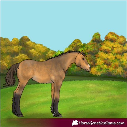 Horse Color:Buckskin