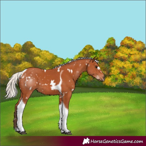 Horse Color:White Spotted Silver Bay Tobiano
