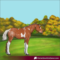 Horse Color:White Spotted Silver Bay Tobiano