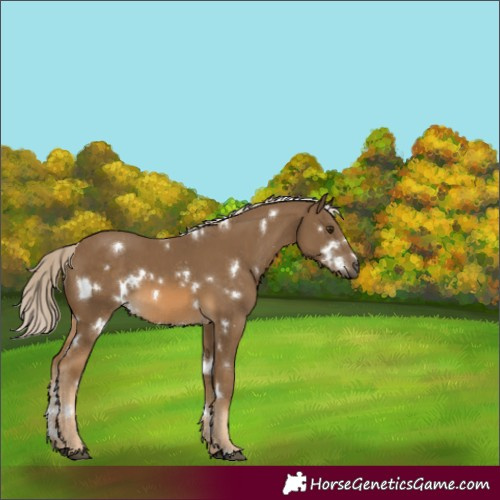 Horse Color:White Spotted Chocolate Palomino