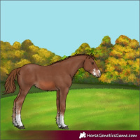 Horse Color:Chestnut Sabino