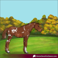 Horse Color:White Spotted Chestnut 