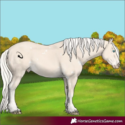 Horse Color:White Spotted Cremello 