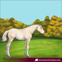 Horse Color:Palomino Pearl Sabino