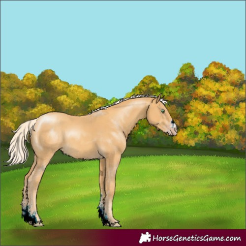 Horse Color:Gold Cream Champagne Sabino 