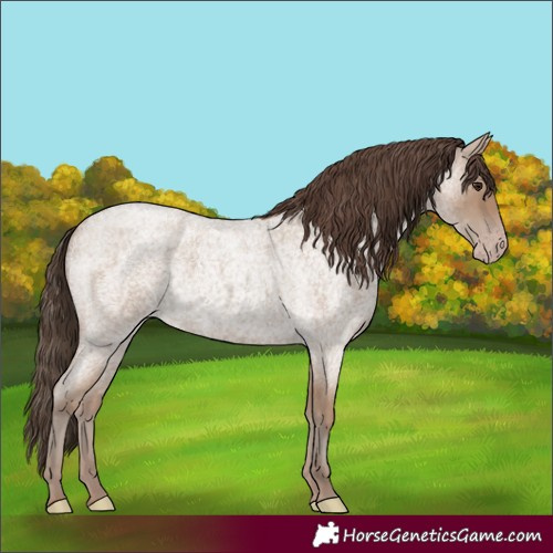 Horse Color:Classic Champagne Roan