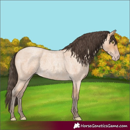 Horse Color:Unknown 