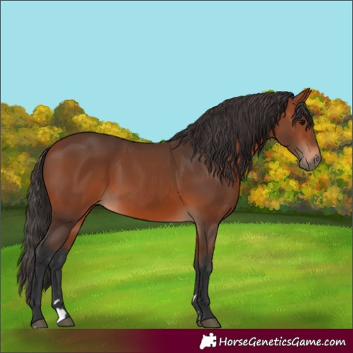 Horse Color:Unknown 