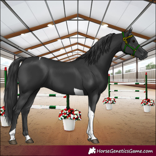 Horse Color:Black Tobiano 